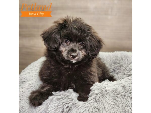 Pomapoo Dog Male blk 18656 Petland Iowa City, Iowa