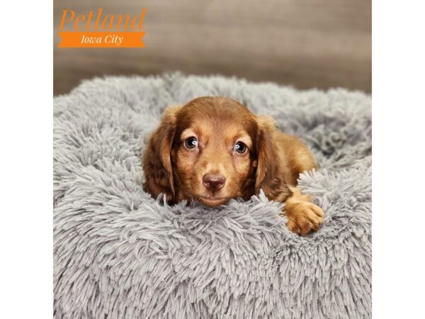 Dachshund-Dog-Female-Chocolate / Tan-18670-Petland Iowa City, Iowa