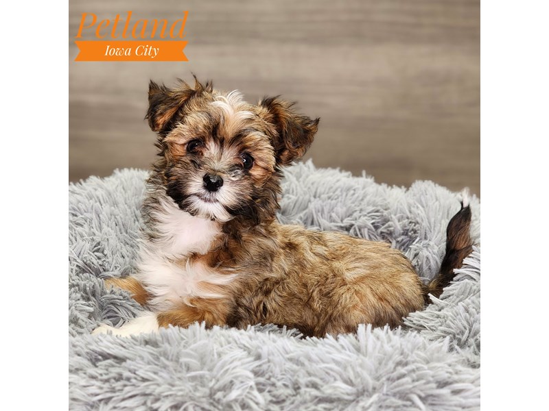Havanese Dog Female 18664