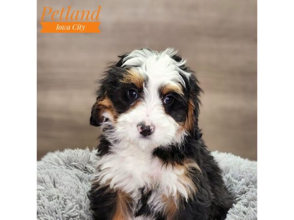 Bernedoodle Mini Dog Female Tri-Colored 18677 Petland Iowa City, Iowa