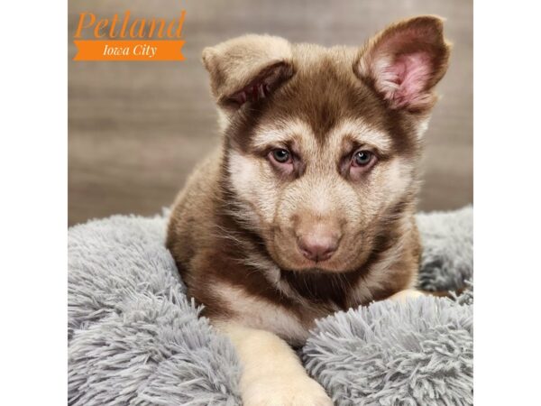 German Shepherd Dog-Dog-Male-Chocolate / Tan-18675-Petland Iowa City, Iowa