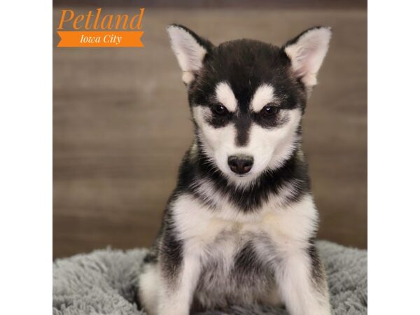 Alaskan Klee Kai-Dog-Male-Black / White-18563-Petland Iowa City, Iowa