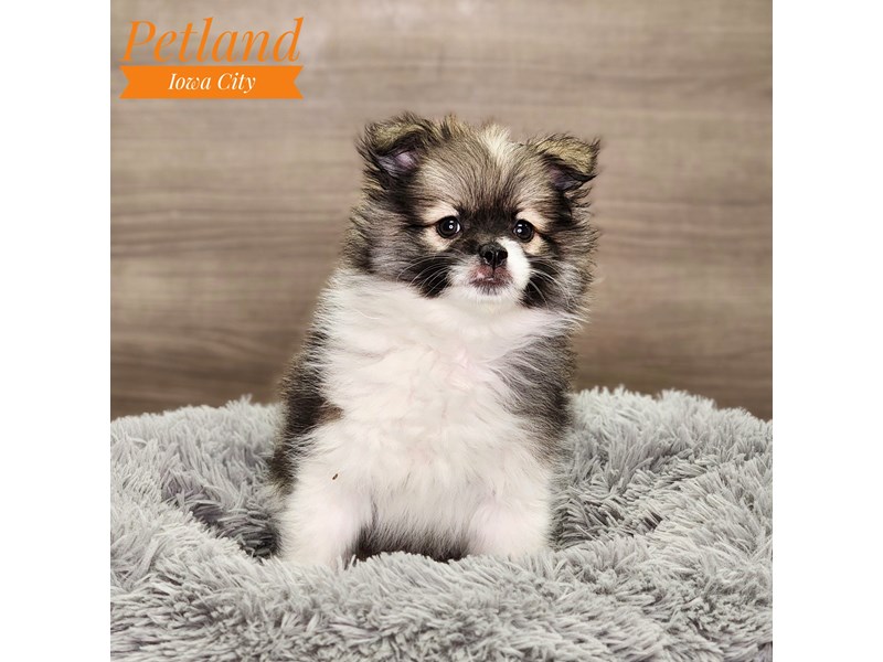 Pomeranian Dog Female Blk/Wh 18582