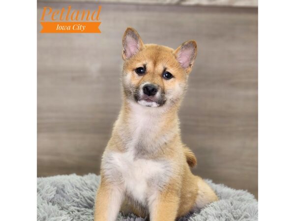 Shiba Inu-Dog-Female-Red Sesame-18586-Petland Iowa City, Iowa