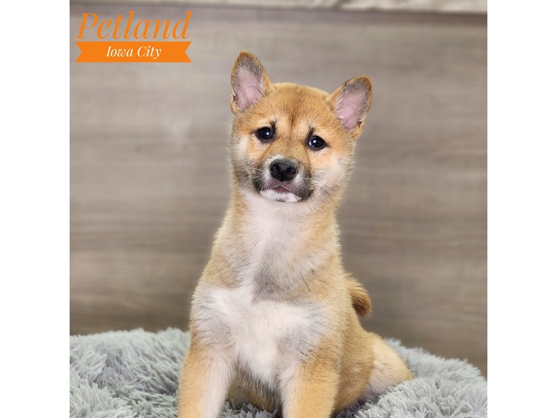 Shiba Inu Dog Female Red Sesame 18586