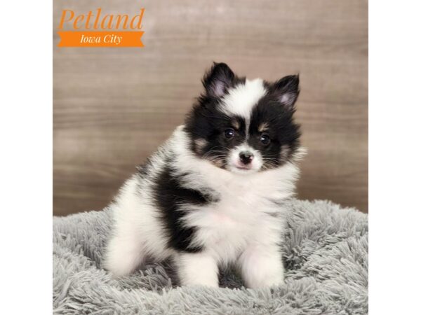 Pomeranian Dog Male Blk/Wh 18583 Petland Iowa City, Iowa