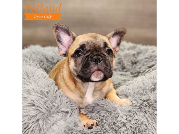 French Bulldog Dog Male fn 18601 Petland Iowa City, Iowa