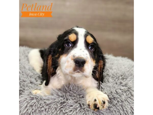 English Springer Spaniel Dog Male Black White / Tan 18618 Petland Iowa City, Iowa