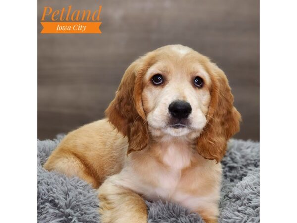 Golden Retriever/ Cocker Spaniel Dog Male gldn 18614 Petland Iowa City, Iowa