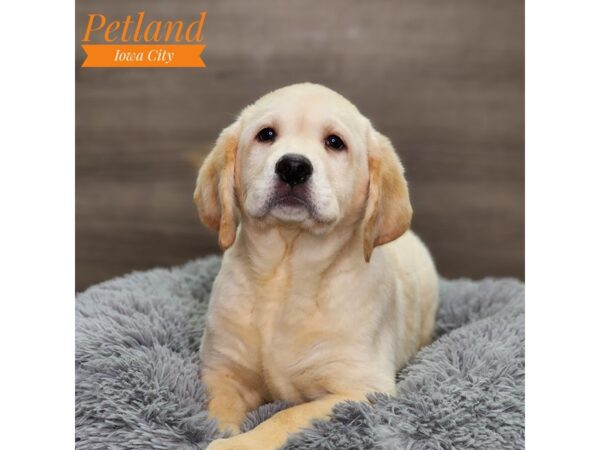 Labrador Retriever Dog Male Yellow 18624 Petland Iowa City, Iowa