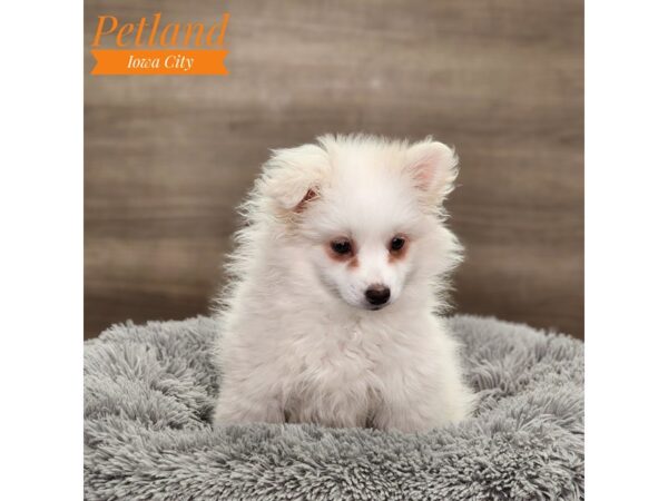 American Eskimo Dog Female White 18640 Petland Iowa City, Iowa