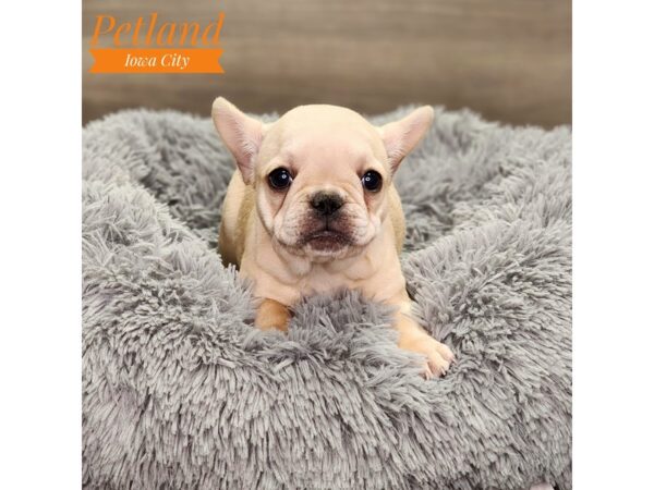 French Bulldog Dog Female cr 18652 Petland Iowa City, Iowa