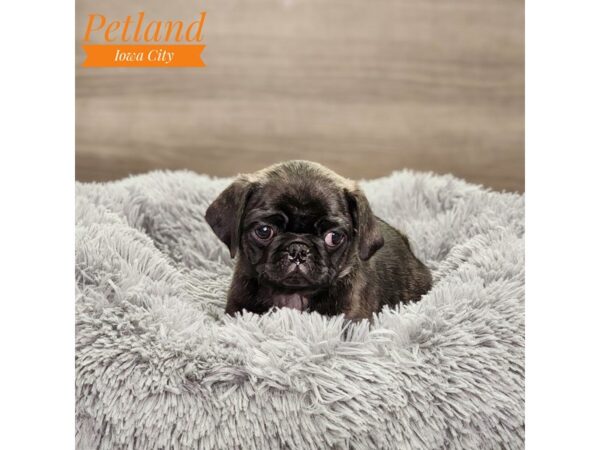 Pug Dog Female brindle 18654 Petland Iowa City, Iowa