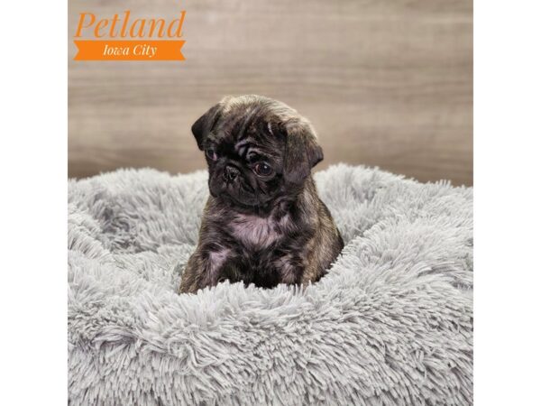 Pug Dog Female brindle 18655 Petland Iowa City, Iowa