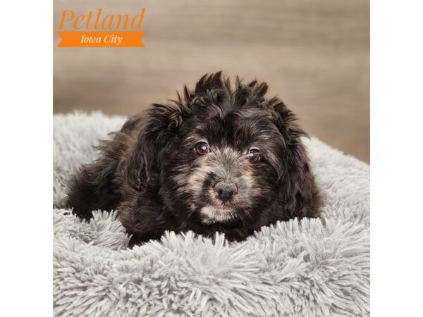 Pomapoo Dog Female blk 18659 Petland Iowa City, Iowa