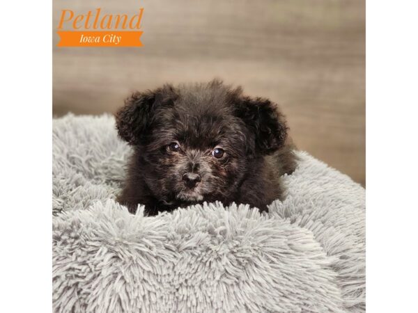 Pomapoo Dog Female blk 18658 Petland Iowa City, Iowa