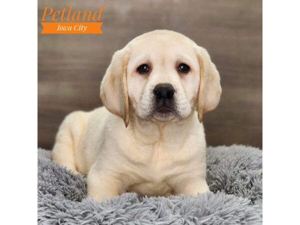 Labrador Retriever Dog Male Yellow 18671 Petland Iowa City, Iowa