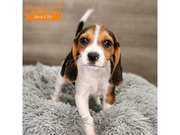 [#18669] Black Female Beagle Puppies For Sale