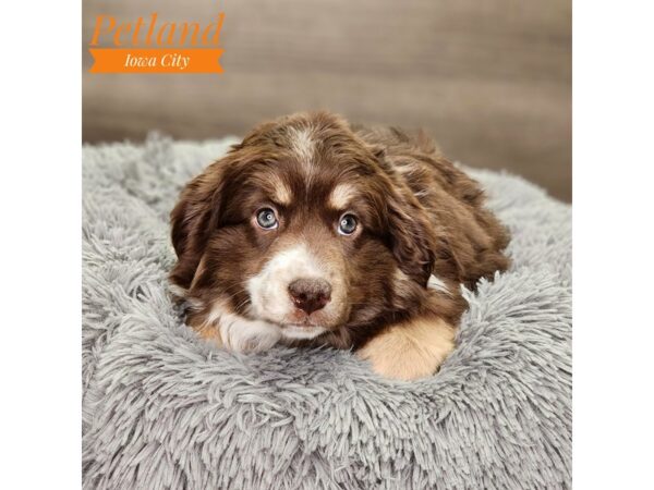 Australian Shepherd Dog Female Chocolate / Tan 18668 Petland Iowa City, Iowa