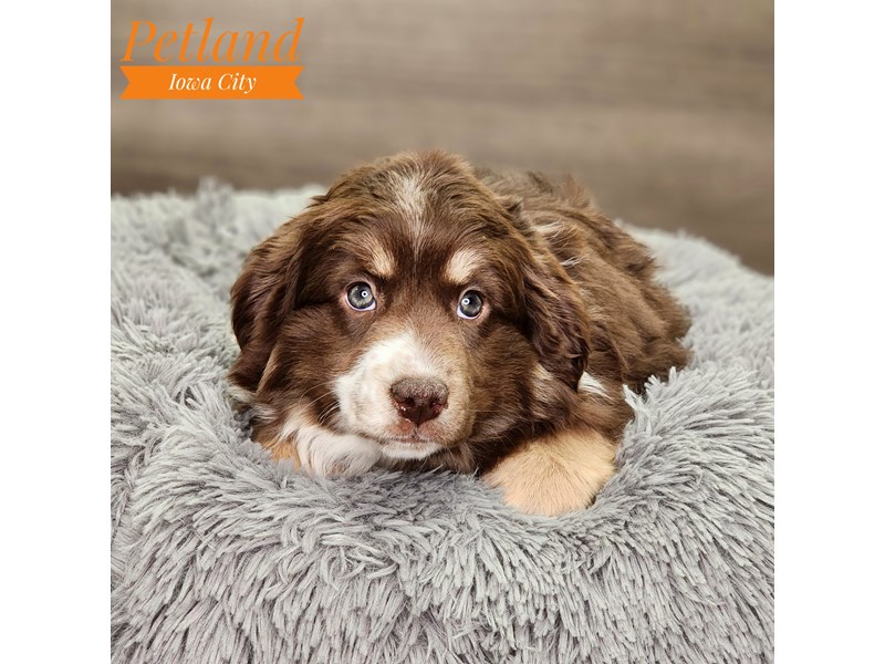 Australian Shepherd Dog Female Chocolate / Tan 18668