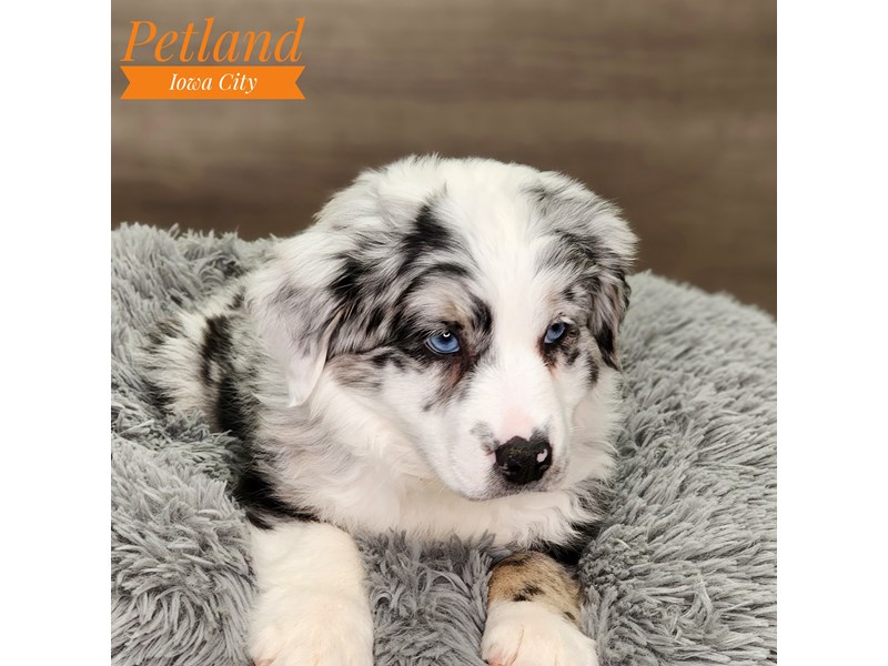 Australian Shepherd Dog Female Blue Merle / White 18667