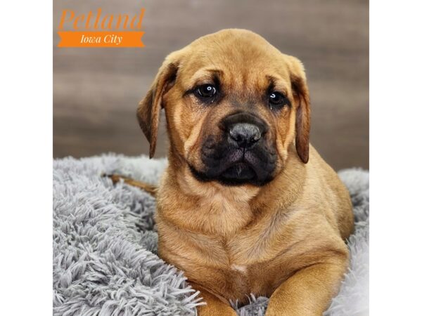 Bull Mastiff / Rottweiler Dog Female Red Fawn 18678 Petland Iowa City, Iowa