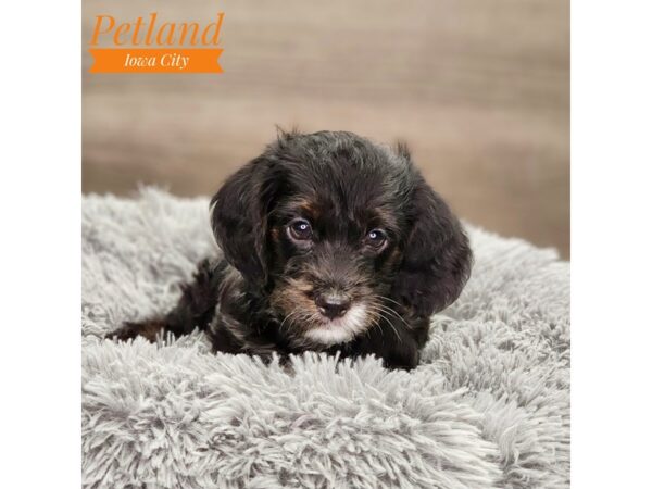 Dogs & Puppies For Sale - Petland Iowa City, Iowa Dogs & Puppies For Sale - Petland Iowa City, Iowa