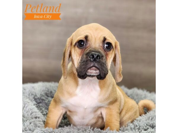 Puggle-Dog-Male-Black / Tan-18674-Petland Iowa City, Iowa