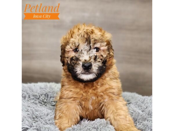 Soft Coated Wheaten Terrier Dog Male Wheaten 18673 Petland Iowa City, Iowa