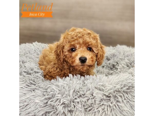 [#18672] Red Male Poodle Puppies For Sale