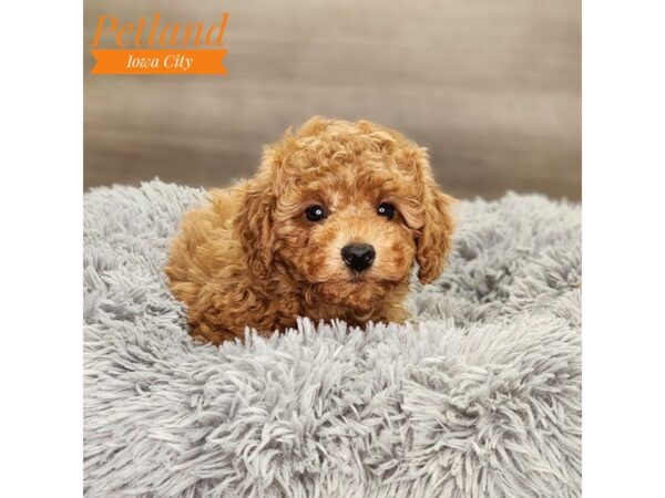 Poodle Dog Male Red 18672 Petland Iowa City, Iowa