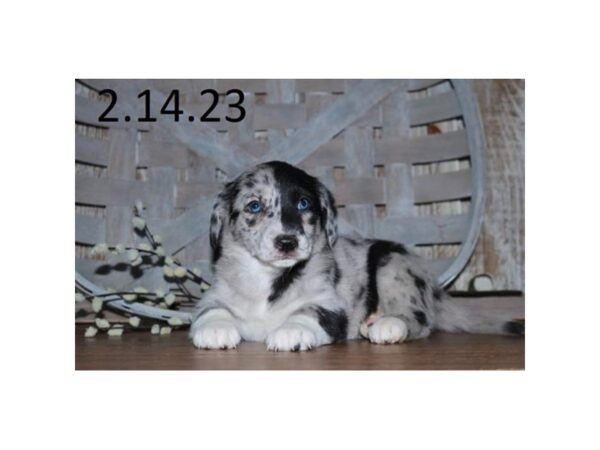 Goldendoodle 2nd Gen-Dog-Female-Blue Merle-18695-Petland Iowa City, Iowa