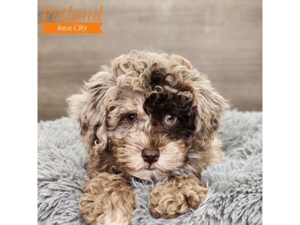 Schnoodle Dog Female Chocolate Merle 18699 Petland Iowa City, Iowa