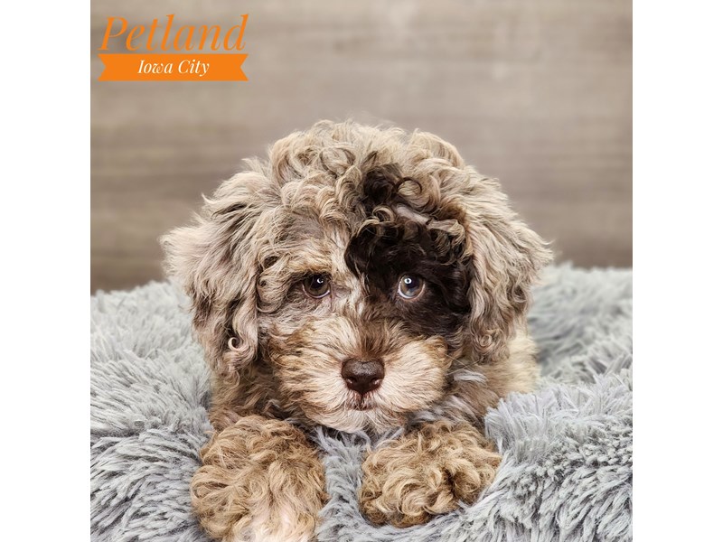 Schnoodle Dog Female Chocolate Merle 18699