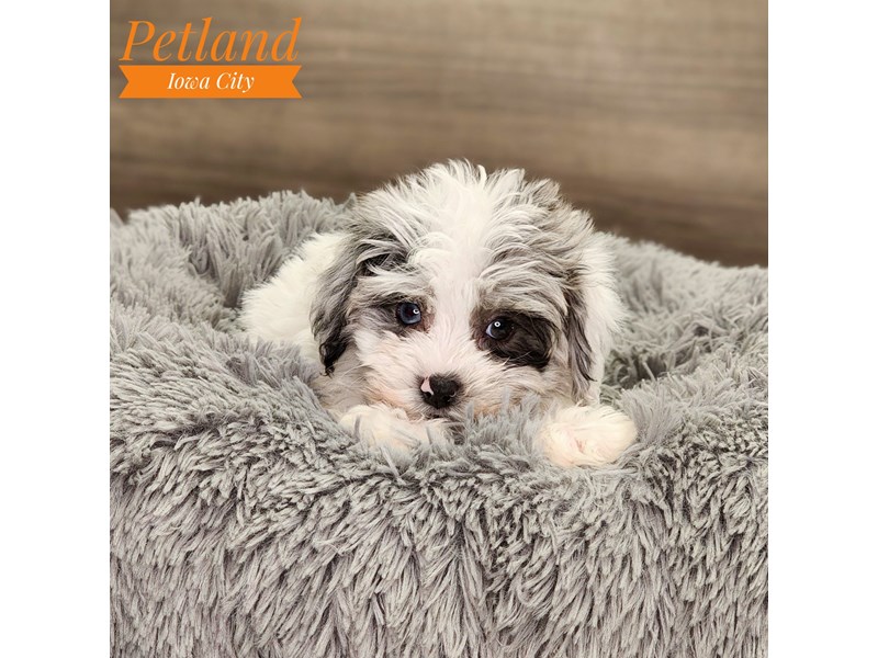 Schnoodle Dog Male Blue Merle / White 18698