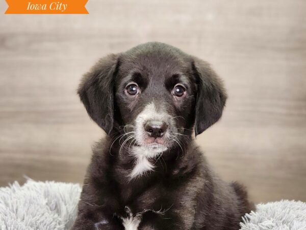 Goldendoodle 2nd Gen Dog Male Black 18696 Petland Iowa City, Iowa