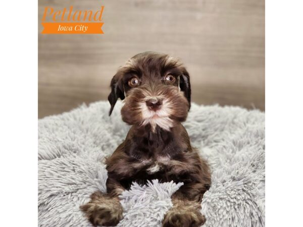 Miniature Schnauzer-Dog-Female-Chocolate / Tan-18700-Petland Iowa City, Iowa