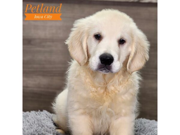 Golden Retriever Dog Male lt gldn 18701 Petland Iowa City, Iowa