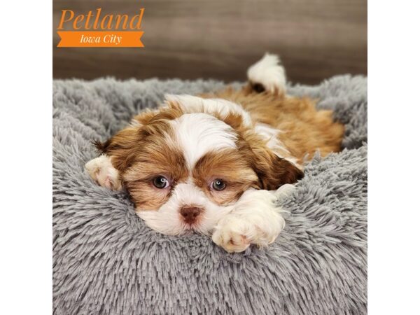 Shih Tzu Dog Female Chocolate / White 18689 Petland Iowa City, Iowa