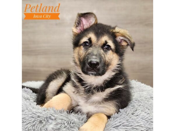 German Shepherd Dog-Dog-Male-Black / Tan-18694-Petland Iowa City, Iowa