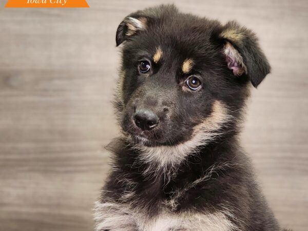 German Shepherd Dog Female Black / Tan 18693 Petland Iowa City, Iowa