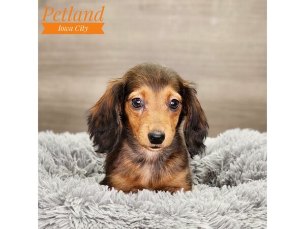 Dachshund Dog Female red 18688 Petland Iowa City, Iowa