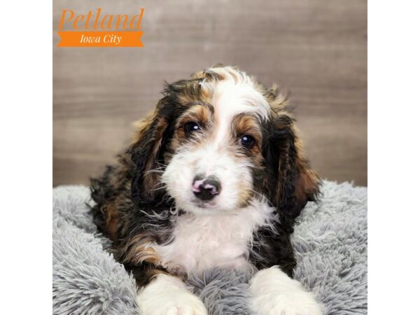 [#18692] Sable Merle Male Bernedoodle Puppies For Sale