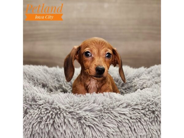 Dachshund Dog Female red 18686 Petland Iowa City, Iowa