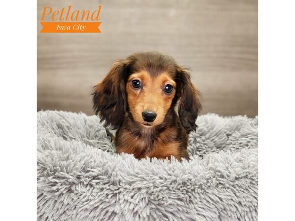 Dachshund Dog Male red 18685 Petland Iowa City, Iowa