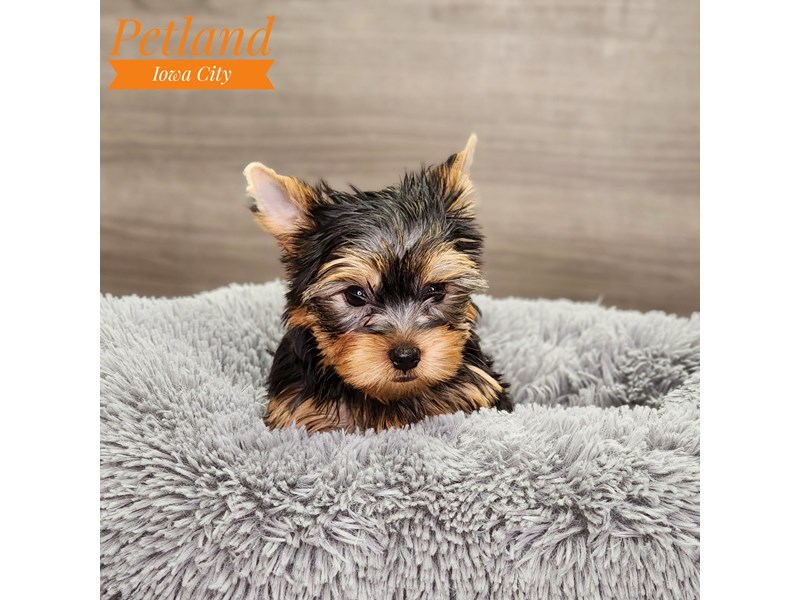 Yorkshire Terrier Dog Male blk & gld 18680