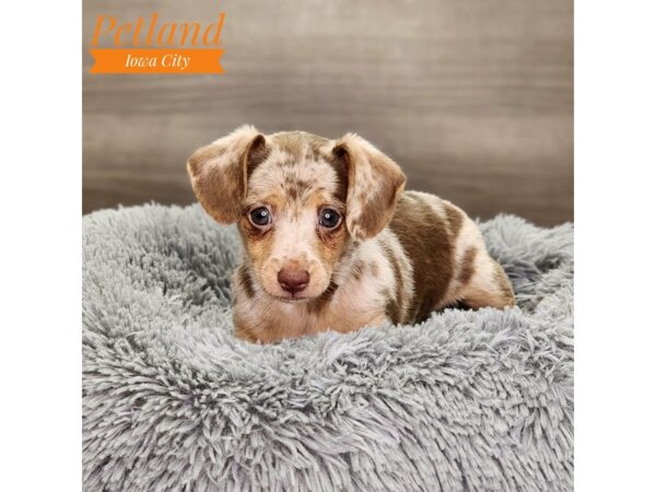 Chiweenie Dog Male choc merle 18682 Petland Iowa City, Iowa