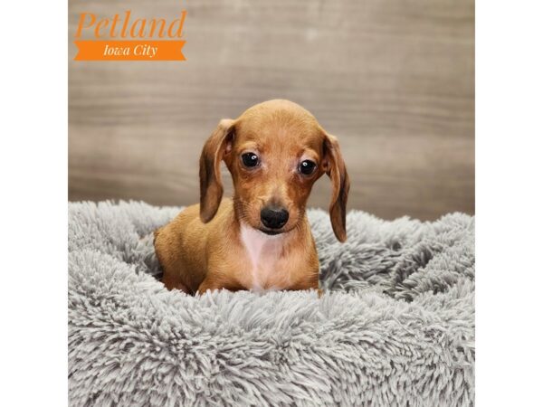 Dachshund Dog Male red 18683 Petland Iowa City, Iowa