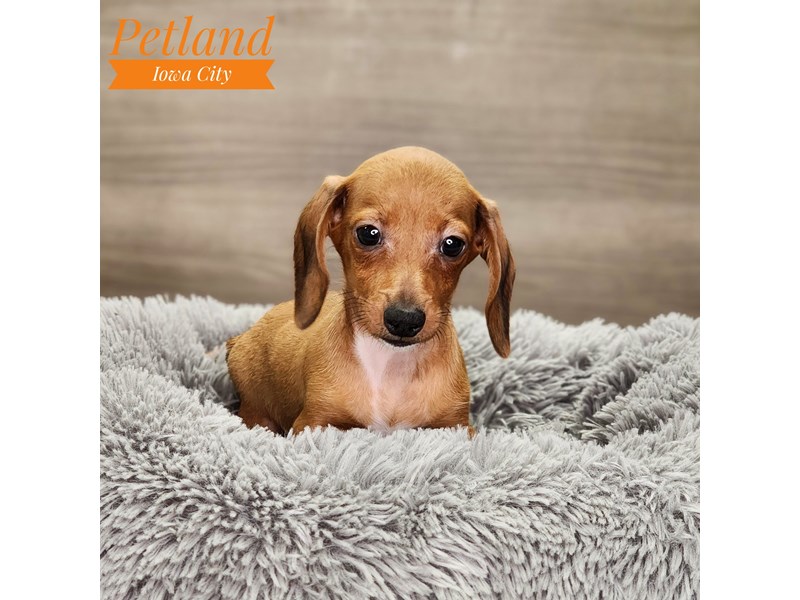 Dachshund - 18683 Image #1