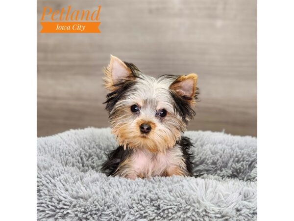 Yorkshire Terrier Dog Female blk & gld 18679 Petland Iowa City, Iowa